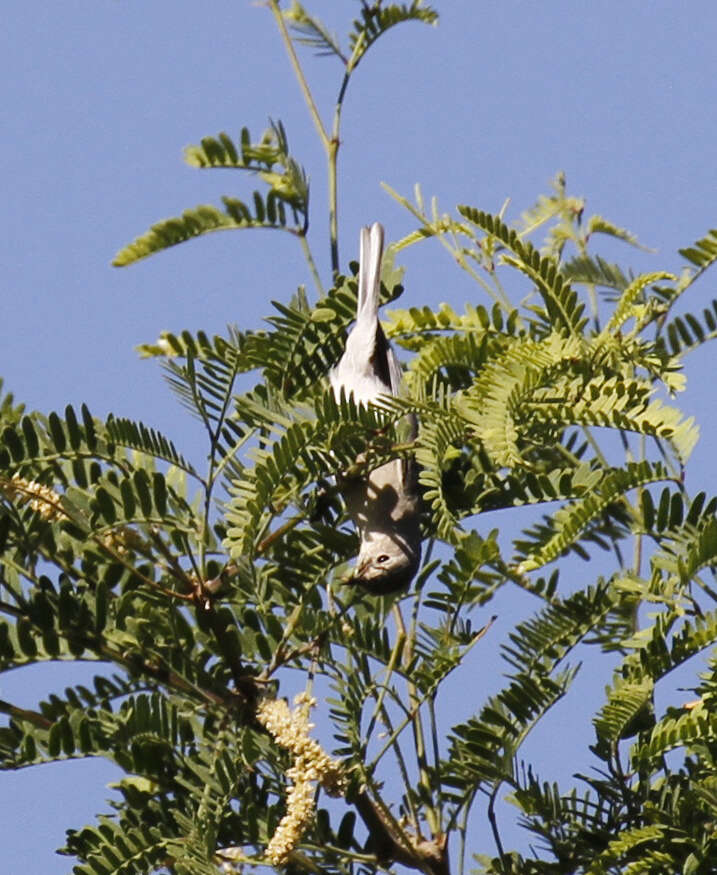 Leiothlypis luciae (Cooper & JG 1861) resmi