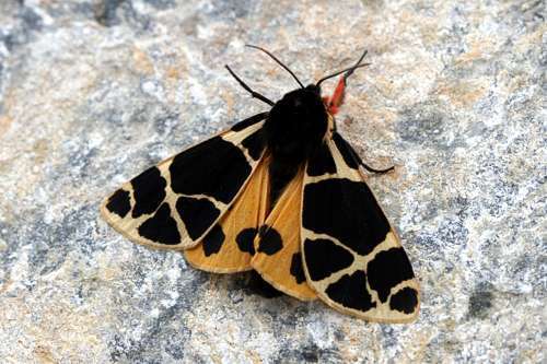 Image of Yellow Tiger Moth