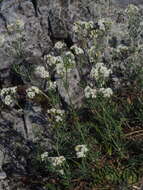 Image of waxy bedstraw