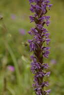 Image of Salam Orchis