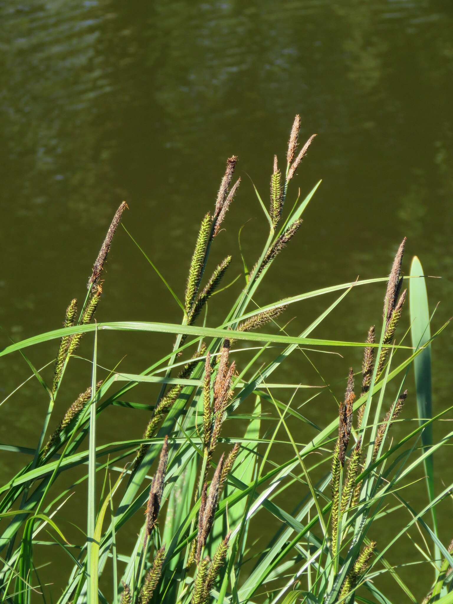 Image of Lesser Pond-Sedge