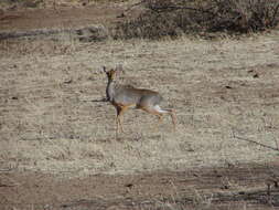 Image of Salt's Dikdik