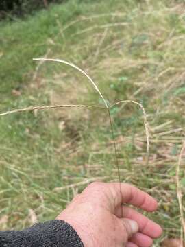 Image of Enteropogon unispiceus (F. Muell.) Clayton