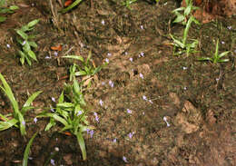 Image of Utricularia geoffrayi Pellegr.