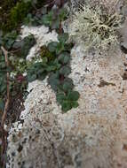 Image of Thymus origanoides Webb & Berthel.