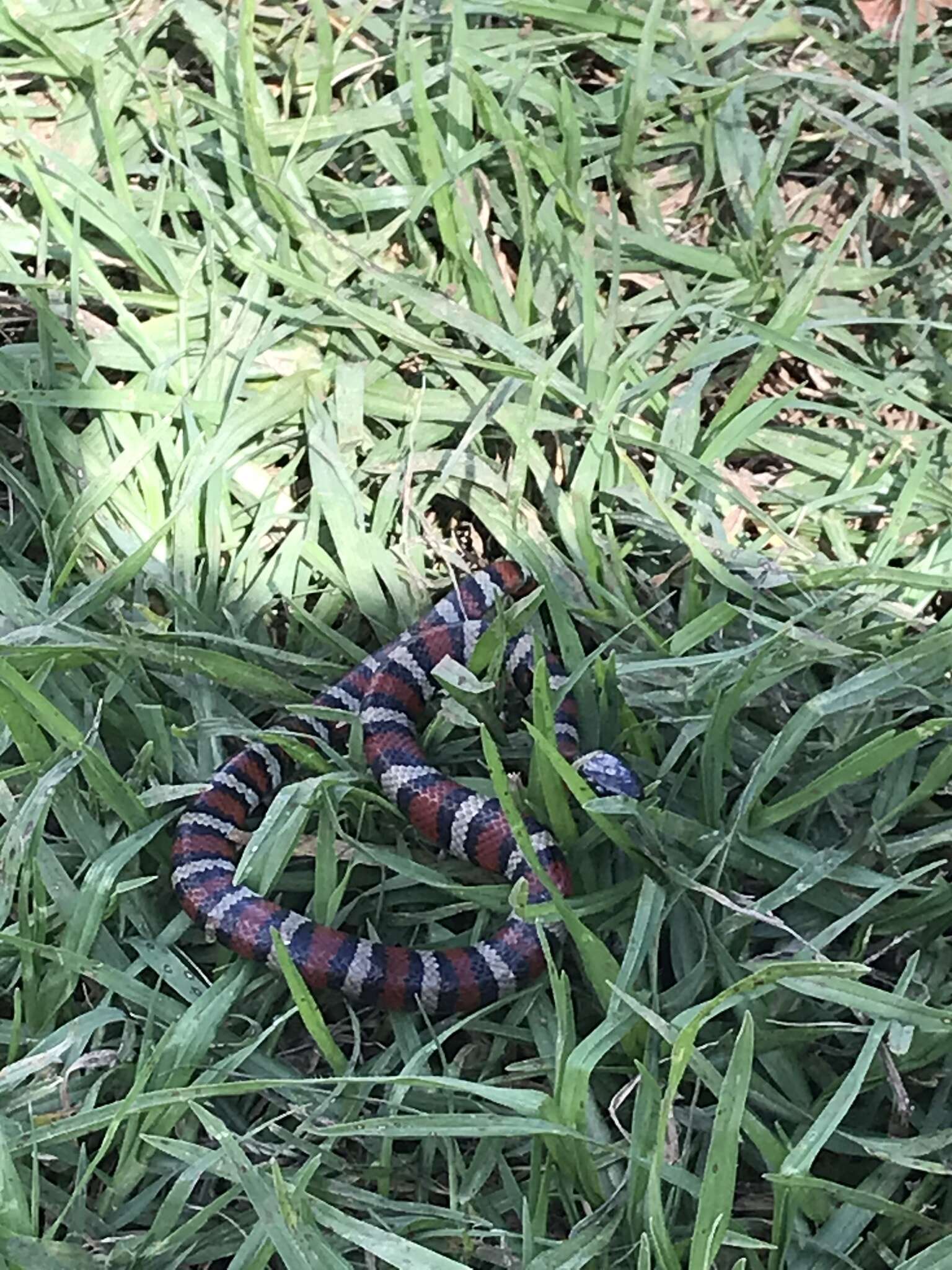 Image of Ruthvens Kingsnake