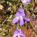 Image of Eremophila incisa Chinnock