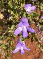 صورة Eremophila incisa Chinnock