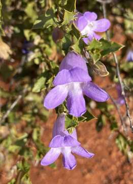 Image of Eremophila incisa Chinnock