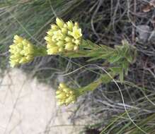 Crassula flava L. resmi