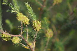 Слика од Kunzea glabrescens H. R. Toelken