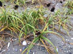 Image of largehead sedge