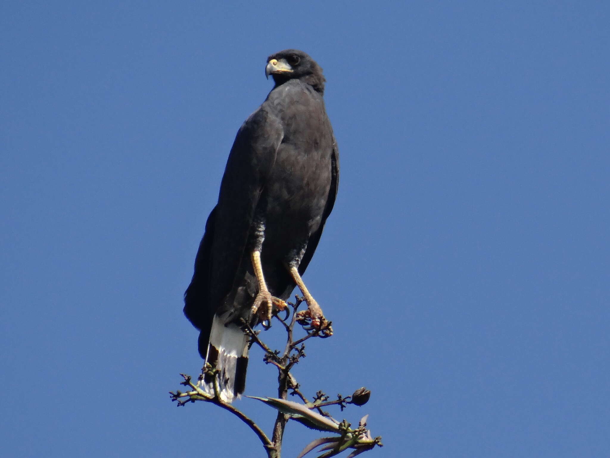 Imagem de Gavião-preto