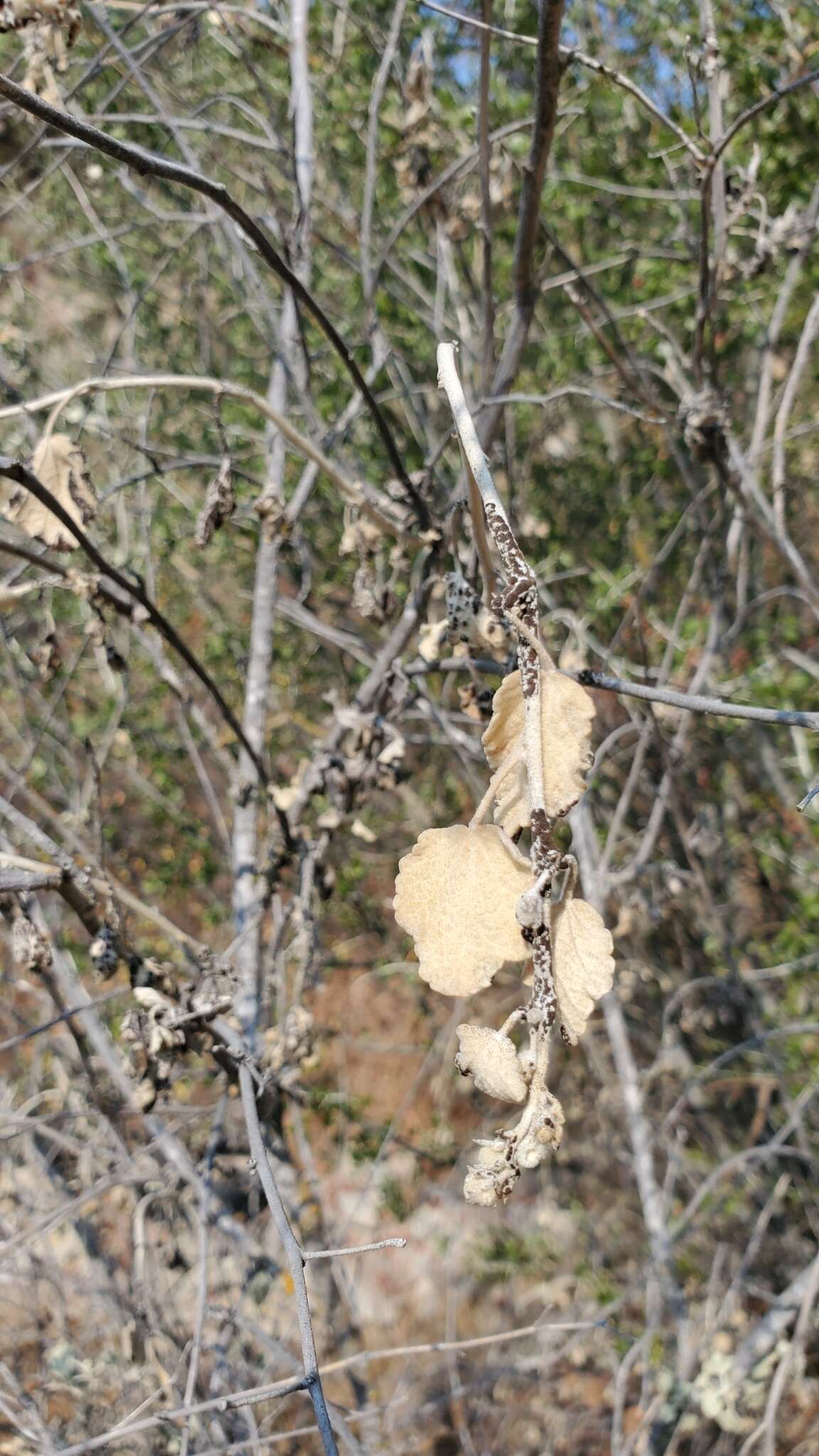 Imagem de Malacothamnus jonesii (Munz) Kearney