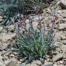 Image of Matthiola farinosa Bunge