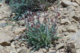 Image of Matthiola farinosa Bunge