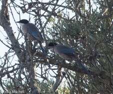 Image of Iberian Magpie