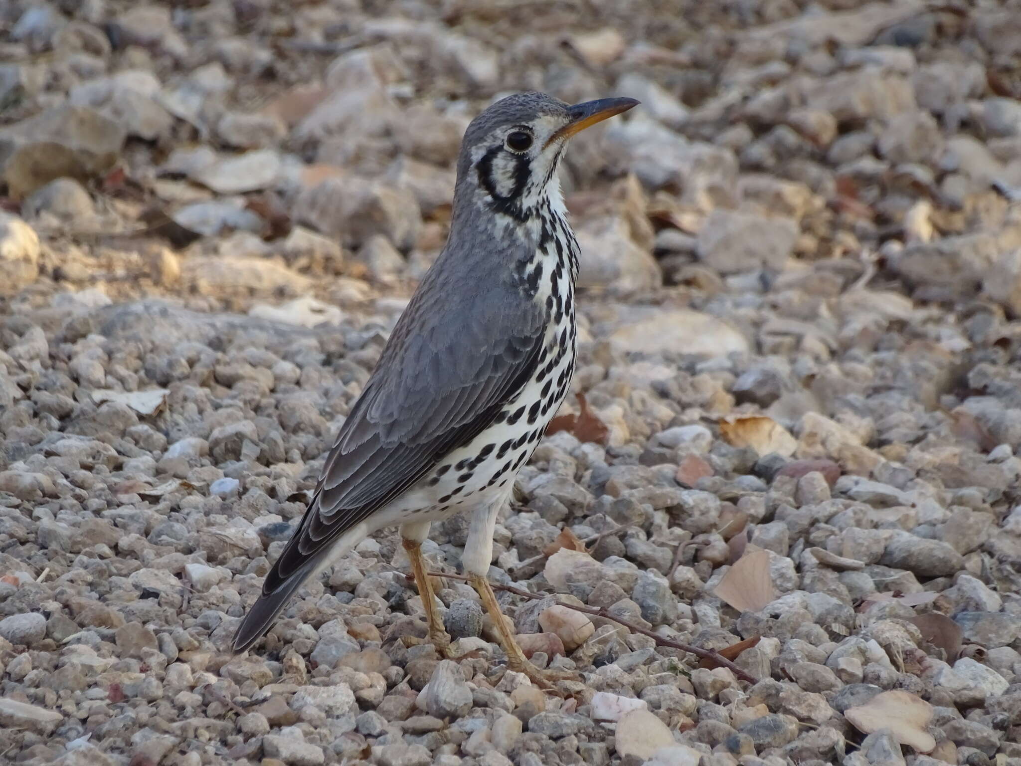 Plancia ëd Turdus litsitsirupa pauciguttatus Clancey 1956