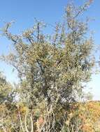 Rhamnus lycioides subsp. graeca (Boiss. & Reuter) Tutin resmi