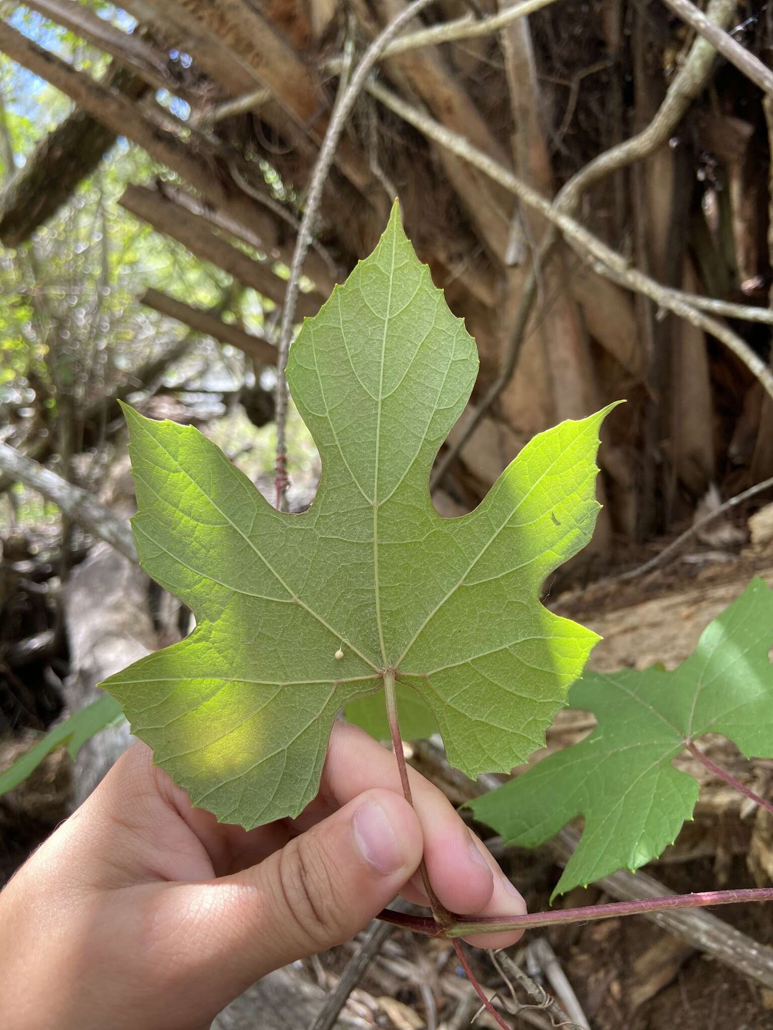 Image of Florida grape