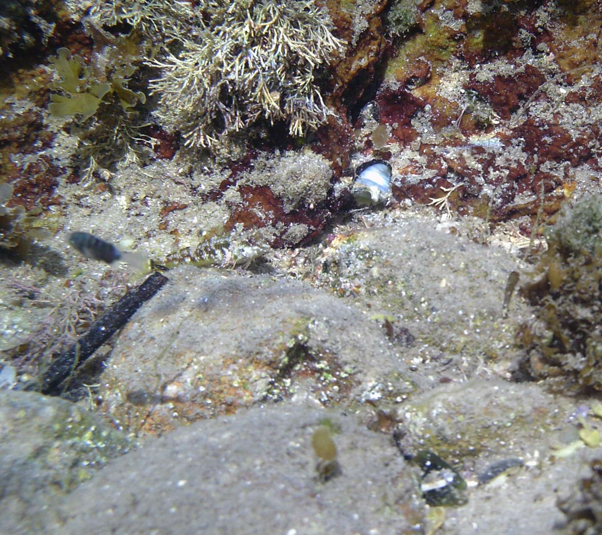 Image of Blackthroat Triplefin