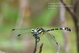 Image of Austroepigomphus praeruptus (Selys 1858)