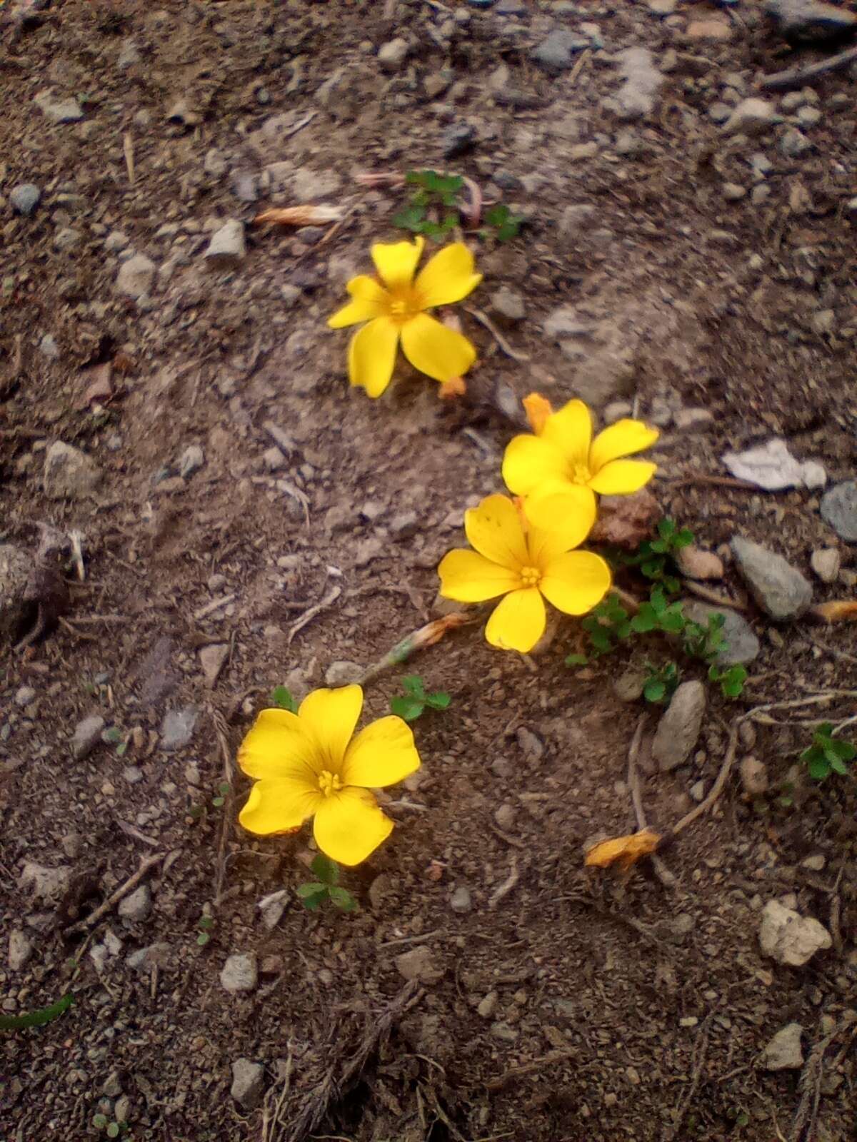 Imagem de Oxalis perdicaria (Mol.) Gunckel