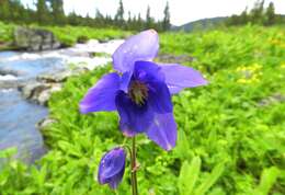 Aquilegia glandulosa Fisch.的圖片