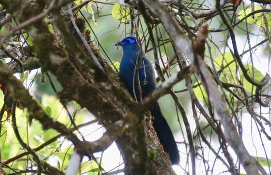 Plancia ëd Coua caerulea (Linnaeus 1766)