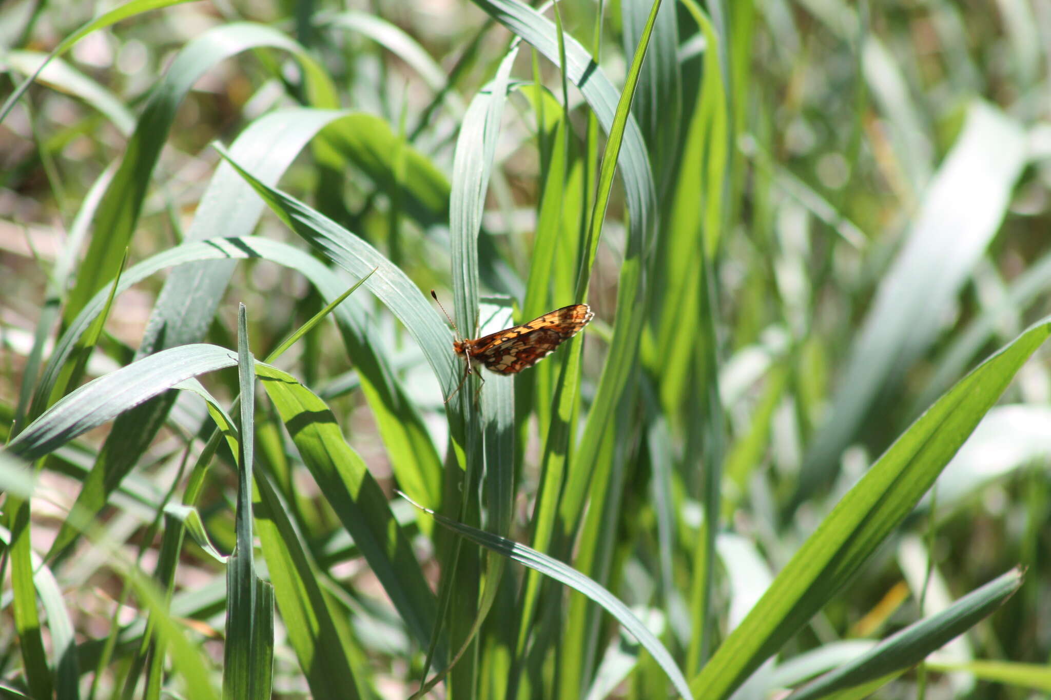 Imagem de <i>Boloria kriemhild</i>