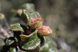 Image of Ceanothus foliosus var. viejasensis D. O. Burge & Rebman