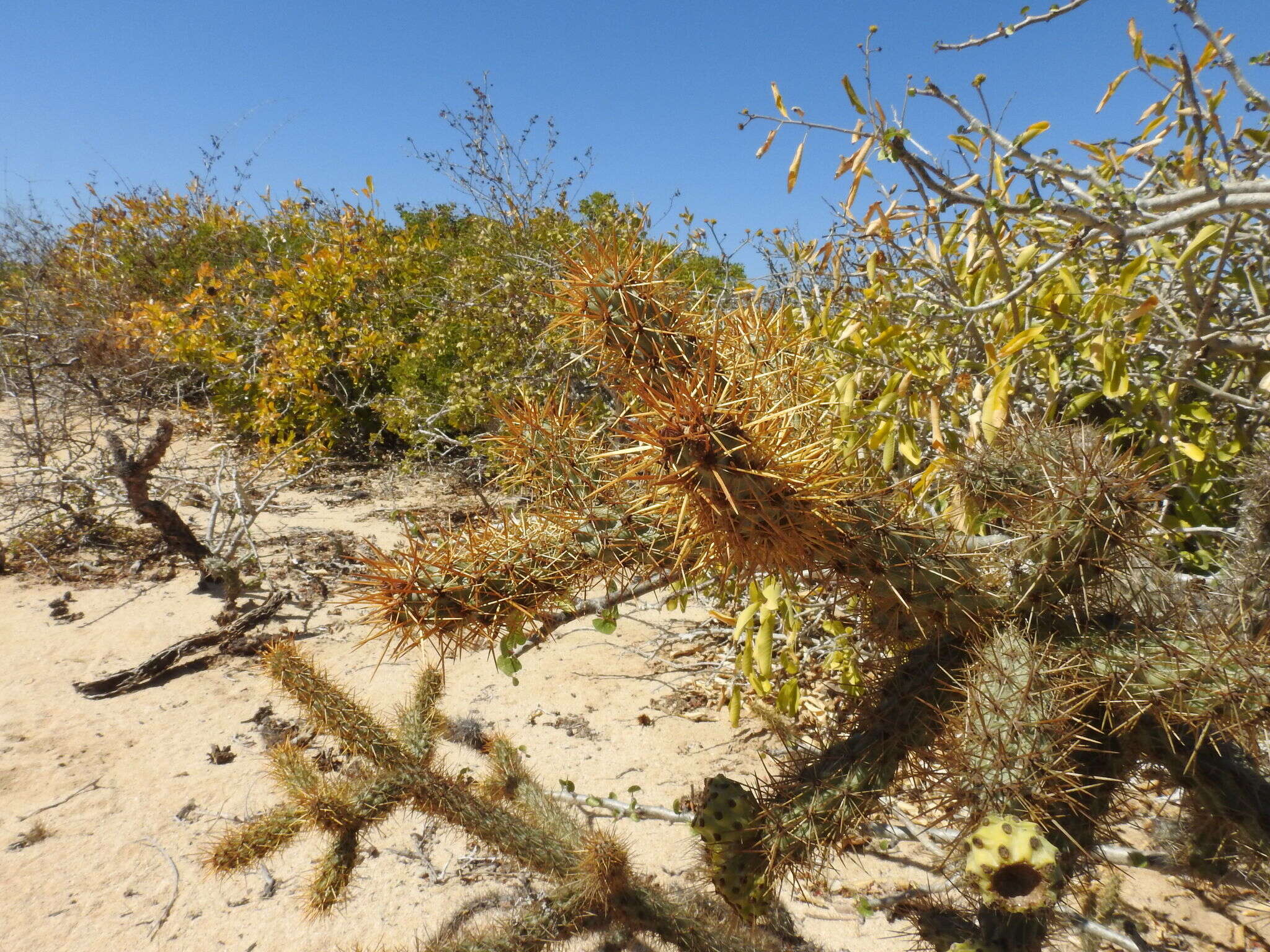 Image of Cylindropuntia alcahes var. burrageana (Britton & Rose) Rebman