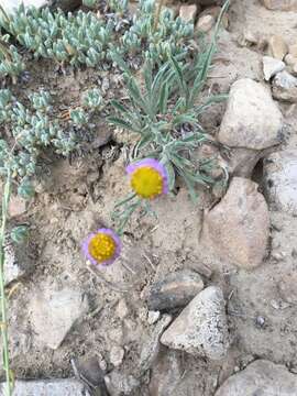 Image of Clokey's fleabane