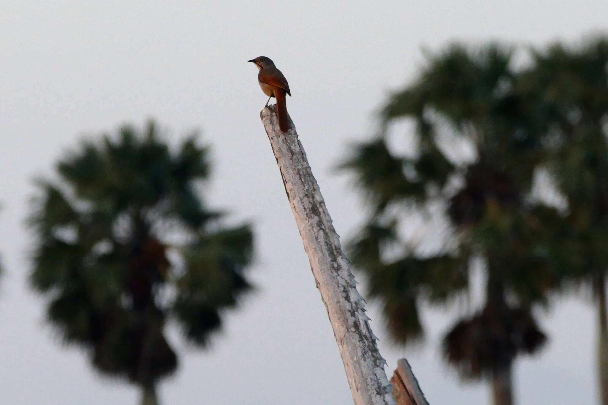 Image of Collared Palm Thrush