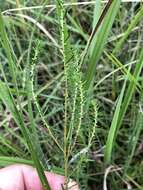 Image of Small-Head Marsh-Elder