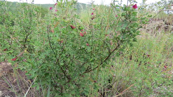 Image of Tephrosia gobensis Brummitt