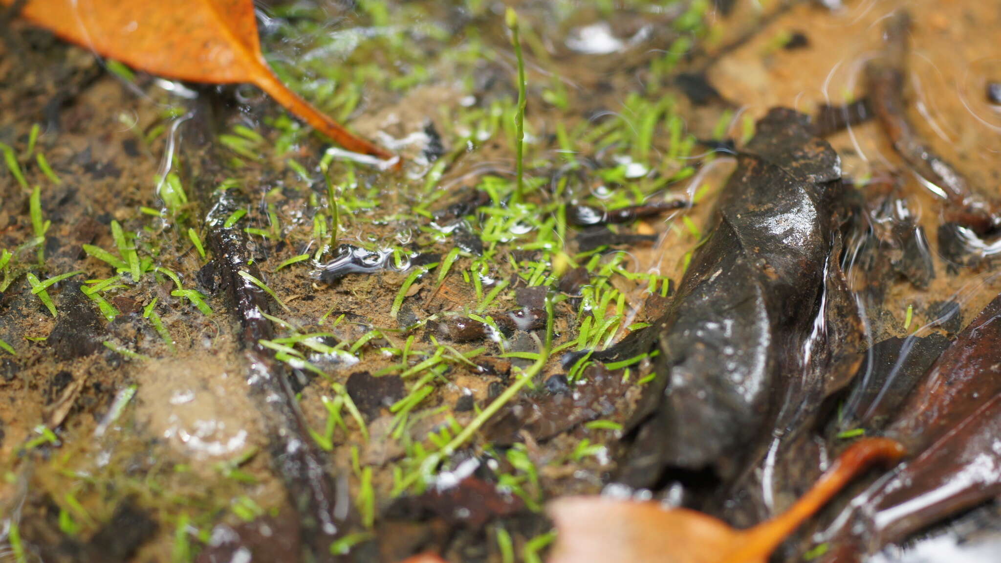 Image of Bifid Bladderwort