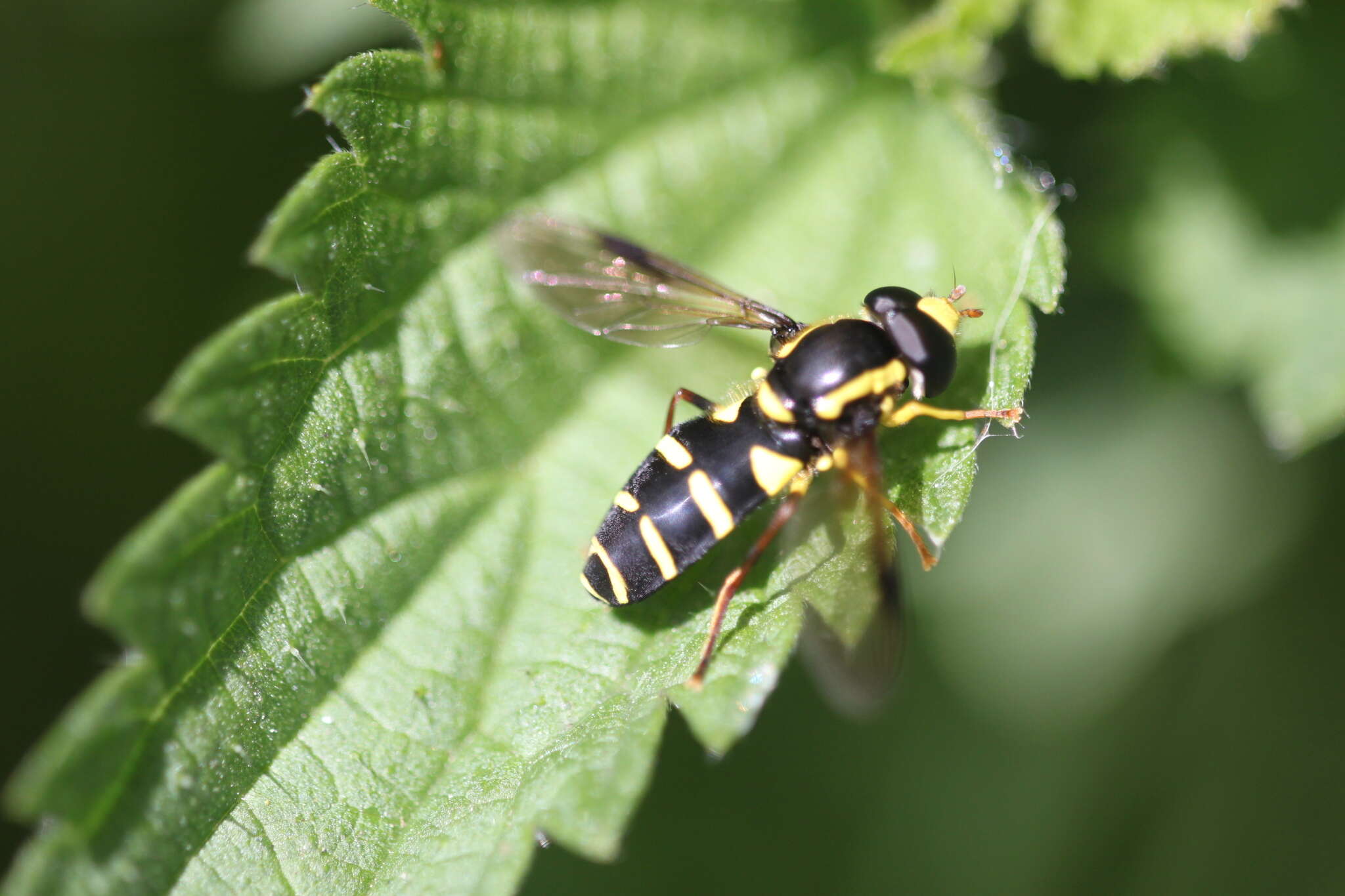 Image of Xanthogramma pedissequum (Harris 1776)