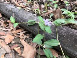 Sivun Brunoniella australis (Cav.) Bremek. kuva