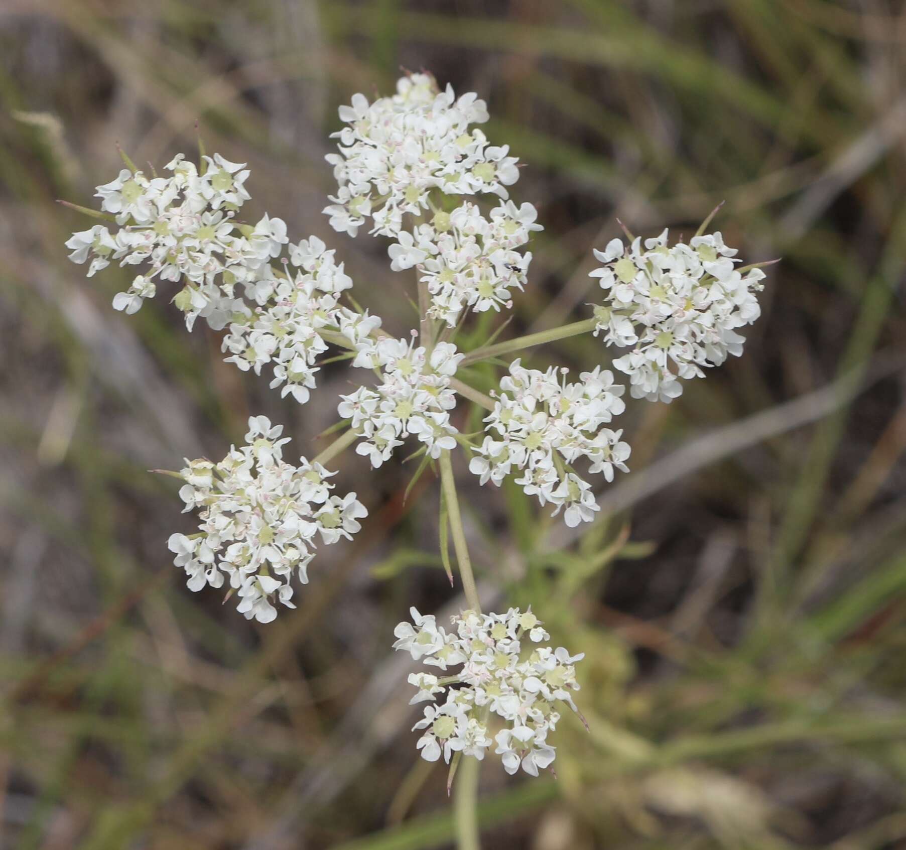 Plancia ëd Eurytaenia hinckleyi Mathias & Constance