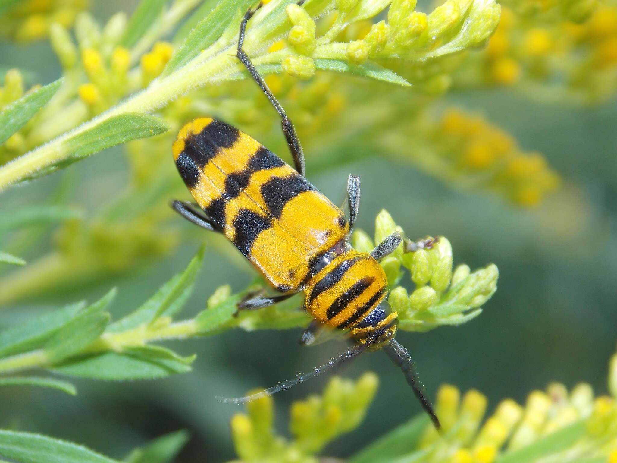 Image of Amorpha Borer