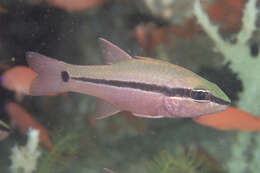 Image of Bridled cardinalfish