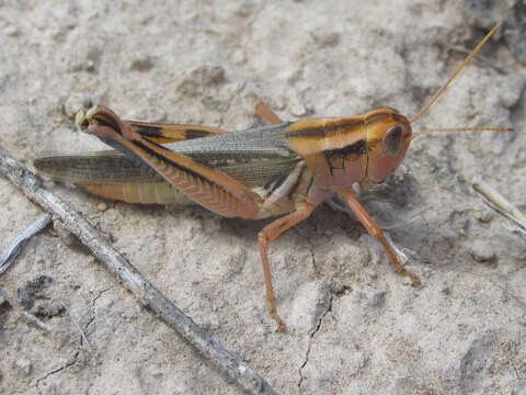 Image de Melanoplus packardii Scudder & S. H. 1878