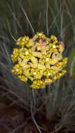 صورة Asclepias vicaria N. E. Br.