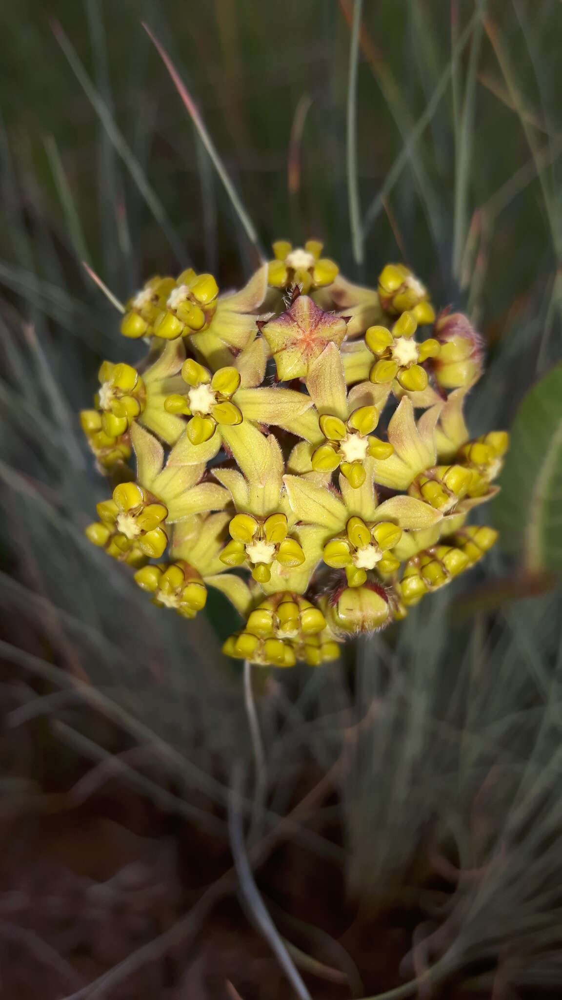 صورة Asclepias vicaria N. E. Br.