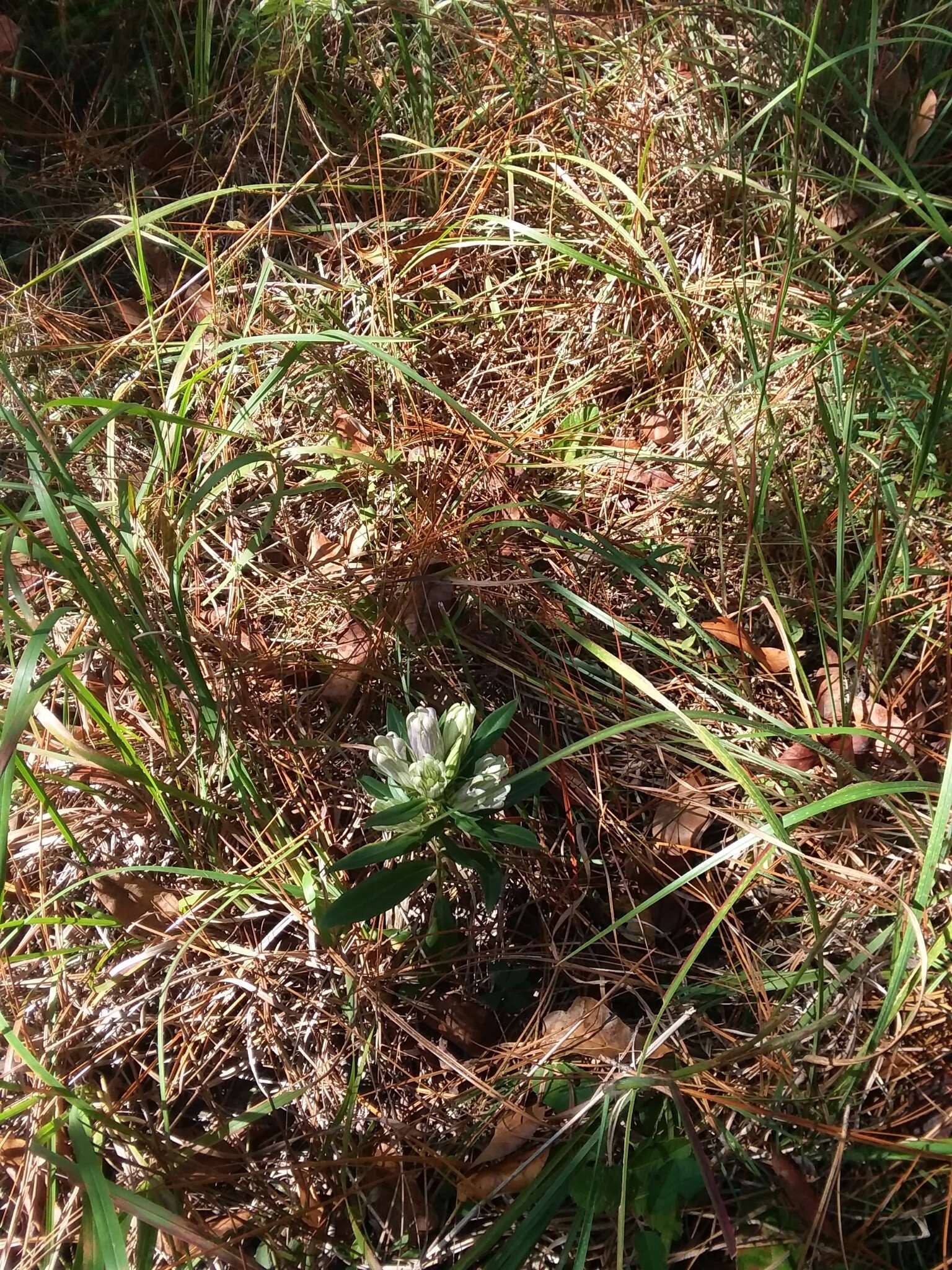 Image de Gentiana villosa L.