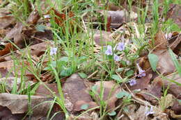 صورة Viola rostrata Pursh