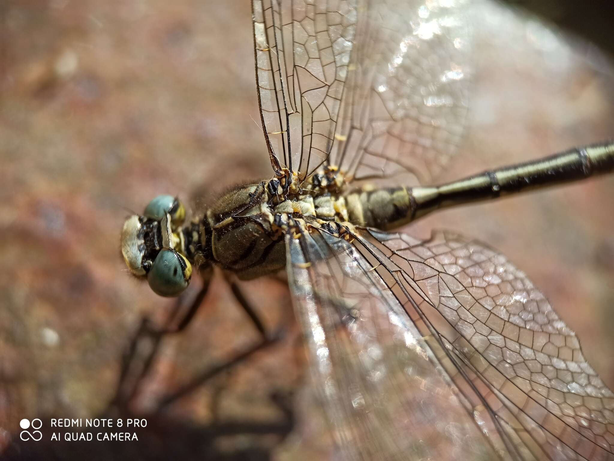 Image of Western Clubtail