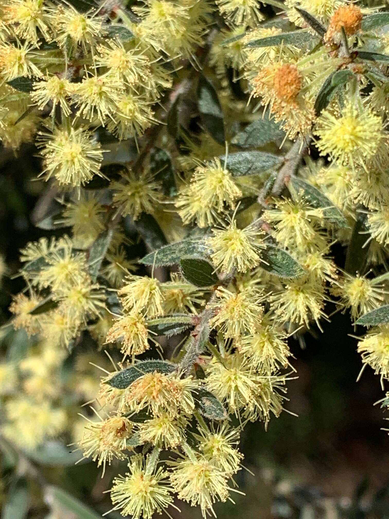 Acacia howittii F. Muell. resmi