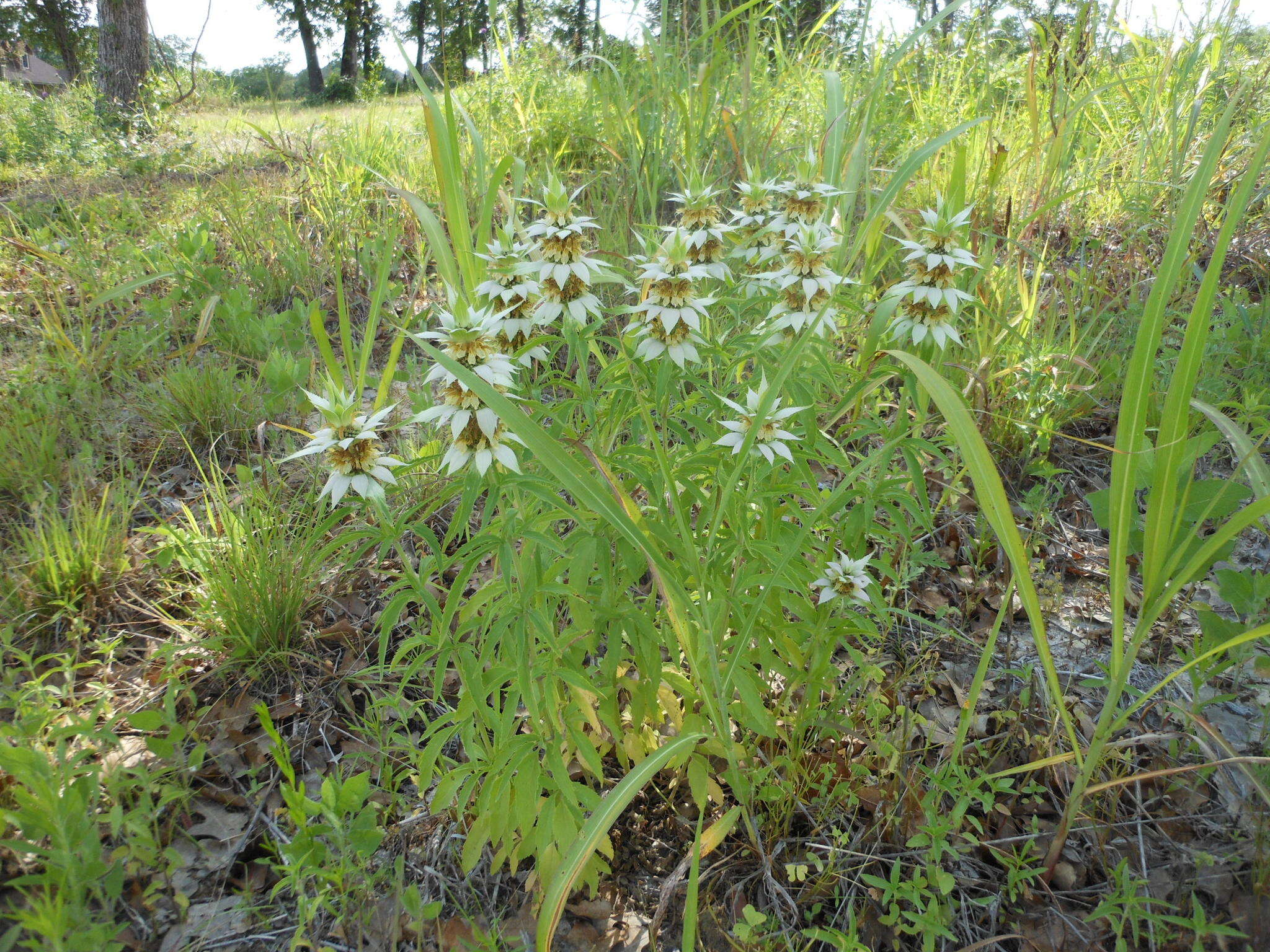 Image of spotted beebalm